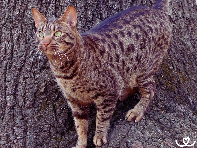 Kocici-plemeno-ocicat (2)